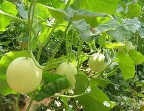 小香瓜视频爆料网站,揭秘娱乐圈幕后真相 第2张 小香瓜视频爆料网站,揭秘娱乐圈幕后真相 第2张