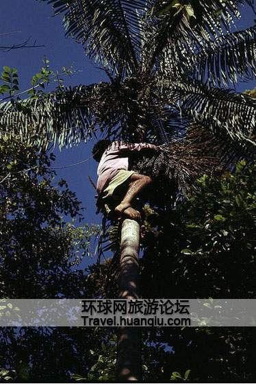 巴西丛林在线观看,在线观看之旅 第2张 巴西丛林在线观看,在线观看之旅 第2张